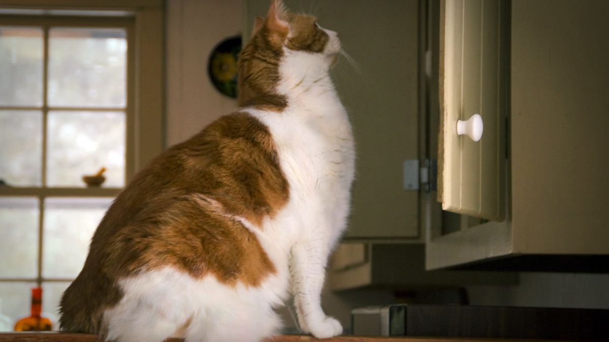Orange and white cat sitting on a kitchen counter in morning light
