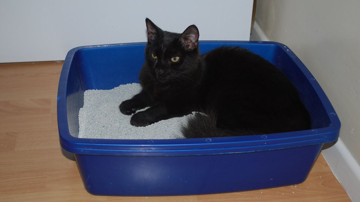 Black cat lying in a blue litter box on a wooden floor