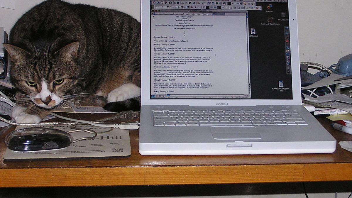 Tabby cat resting on a desk beside an open laptop