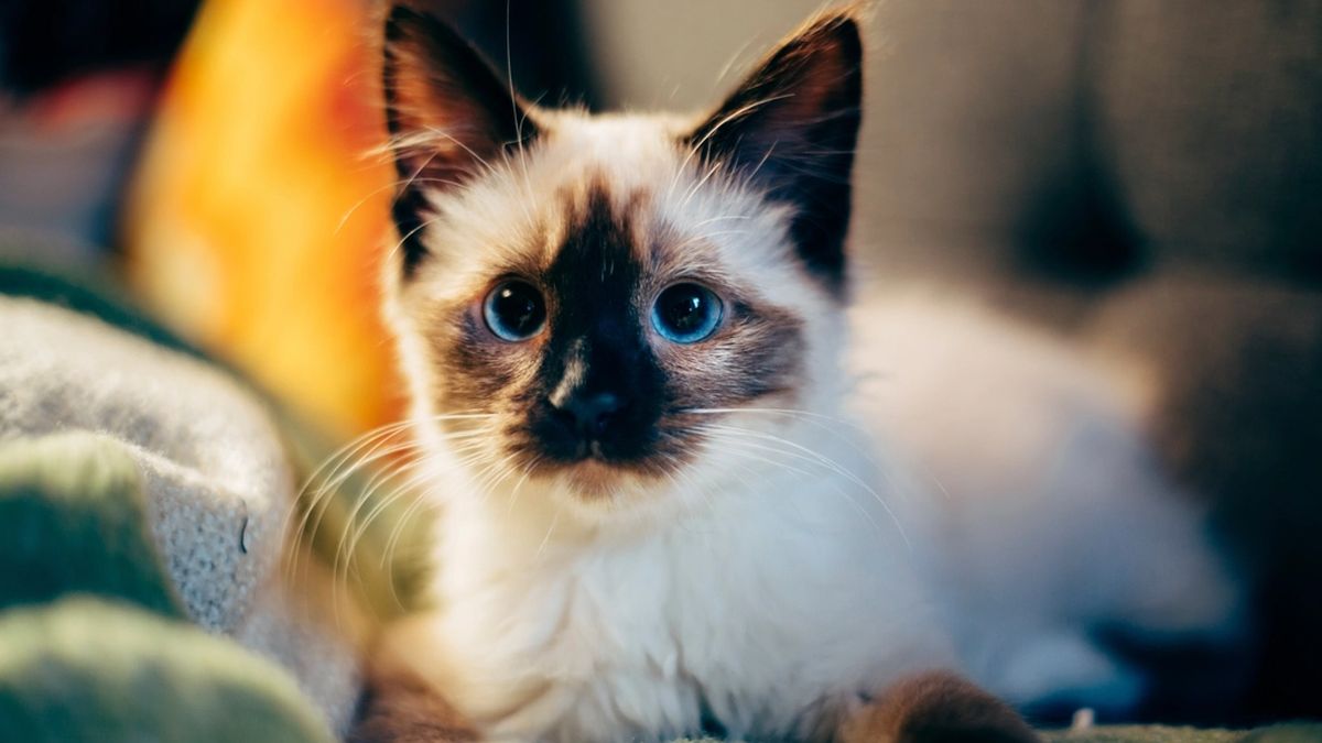 Blue-eyed colorpoint cat lying on a sofa at home