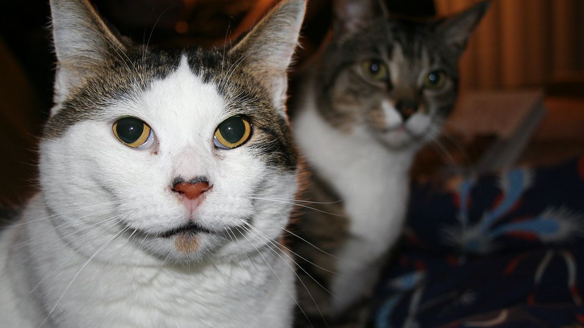 A white-and-tabby cat in front with a second tabby cat looking on behind