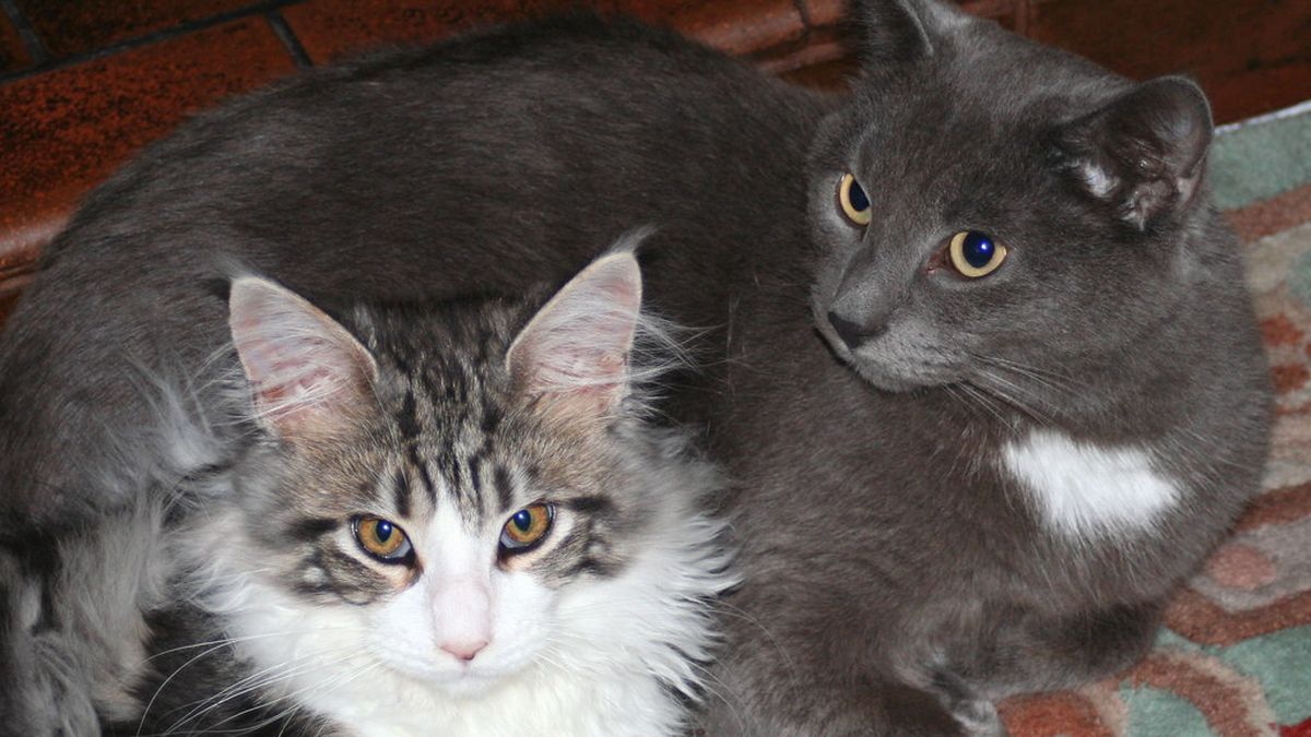 A grey cat and a tabby-and-white cat lying side by side on a rug